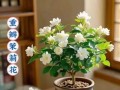 如何正确养护茉莉花，让其健康茂盛（茉莉花养护技巧，打造芬芳宜人的花园）