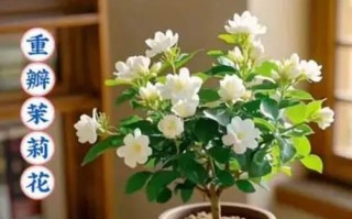 如何正确养护茉莉花，让其健康茂盛（茉莉花养护技巧，打造芬芳宜人的花园）
