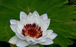 培育睡莲新品种的探索与实践（以自己为园艺师，打造独特的水生花园）