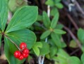 绿藤萝的生长之道（从萌芽到繁茂，探秘绿藤萝的成长奥秘）