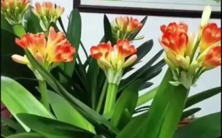 如何养护君子兰第一花（打造健康美丽的君子兰——从第一花开始）