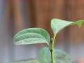 培植小苗成为健康的平安树（全面指南教您如何培养平安树苗）