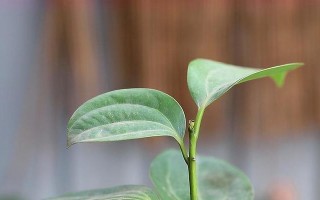 培植小苗成为健康的平安树（全面指南教您如何培养平安树苗）