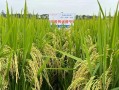 水稻是否具备成为油料作物的潜力？（探究水稻作为油料作物的可行性）