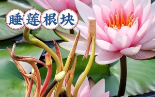 如何成功养殖旱金莲花（了解旱金莲的种植要点，让您的花园充满鲜艳之花）