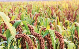 如何选择适合谷子种植的土壤（谷子种植，从土壤开始）