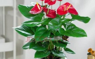 红掌种子发芽全过程详解（从发芽前准备到发芽后细节，全方位解读红掌种子发芽的过程）