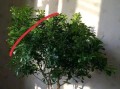 米兰得蚧壳虫病如何应对（掌握关键信息，有效治疗蚧壳虫病）