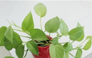 绿萝假扮者（发现绿萝外形的另一种植物，你知道它是什么吗？）