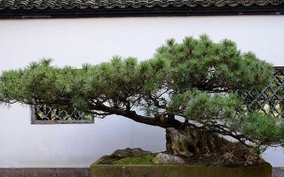 五针松冬季浇水的技巧（科学合理的浇水方式让五针松健康茁壮）
