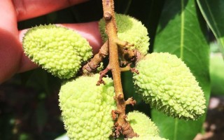 贵州是否适合种植荔枝树？（荔枝树成活和结果如何？种植技巧和注意事项！）