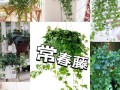 常春藤的垂吊之美（挺拔而优雅，常春藤垂吊的独特魅力）