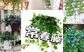 常春藤的垂吊之美（挺拔而优雅，常春藤垂吊的独特魅力）