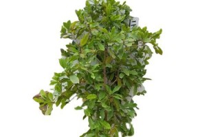 探秘神秘果花果情