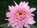 以家养菊花的养殖方法（打造家居花园，如何正确养殖菊花）