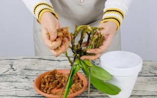 饭菜工程（保护农作物健康成长的关键技巧与方法）