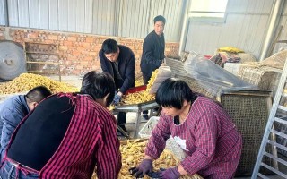天麻种植详解（如何选择种植时间，提高产量）