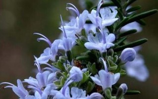 芳香盛放，这些花卉值得一见（梅花、茉莉、鸢尾……15种香气迷人的花卉）