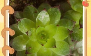 绿植受虫害困扰，快速解决方法大揭秘（如何有效消灭白色虫害，让绿植重现生机）