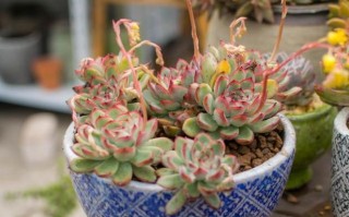 花月夜的养殖方法与注意事项（打造浪漫花海，从花月夜开始）