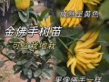 佛手盆景养殖全攻略（一步步教你如何成功养殖佛手盆景）