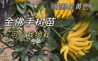 佛手盆景养殖全攻略（一步步教你如何成功养殖佛手盆景）
