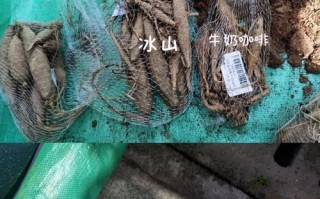 大丽花块茎繁殖与种植（学会正确的方法，让大丽花开出更美的花朵）