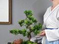 罗汉松的摆放禁忌与讲究（如何合理安置罗汉松，远离忌讳）