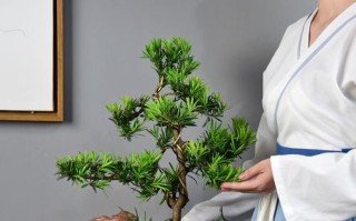 罗汉松的摆放禁忌与讲究（如何合理安置罗汉松，远离忌讳）