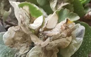 长寿花叶子为何发蔫？如何补救？（探究长寿花叶子发蔫的原因及治疗方法，让你的长寿花常青不败！）