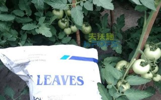 番茄肥料选择指南（探寻番茄最适宜的肥料和施肥方法）