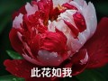 初恋花语之樱花（初恋时的那份纯真与美好）