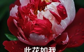 初恋花语之樱花（初恋时的那份纯真与美好）