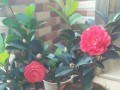 室内养护山茶花全攻略（山茶花如何在室内养护？）