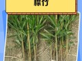 如何解决棕竹叶子发白问题（保持棕竹叶子的自然色彩与光泽）
