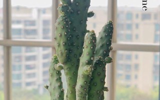 多肉姬珊瑚的养殖技巧（打造精致多肉花园，姬珊瑚来帮忙）