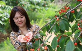 河北的气候条件适宜种植樱桃（探究河北种植樱桃的优势和发展前景）