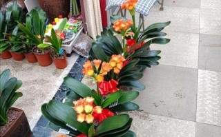 春节买什么花合适？——传统春节花卉介绍（从寓意到品种，教你选出适合的春节花卉）