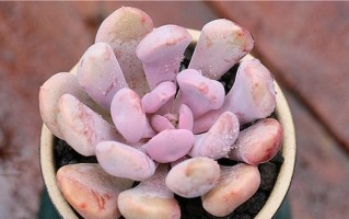多肉丘比特的养殖技巧（如何让多肉丘比特长出美丽状态）