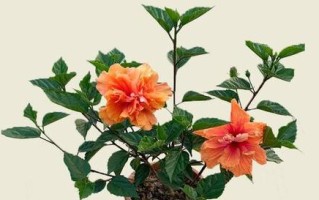 扶桑花扦插繁殖图解（扶桑花插枝方法、）