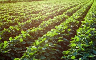 大豆，一种优质植物资源（生长环境、营养价值和应用领域）