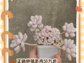 没根多肉种植指南（一步步教你如何种植没有根的多肉植物）