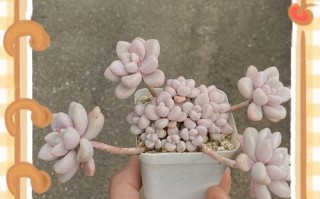 没根多肉种植指南（一步步教你如何种植没有根的多肉植物）