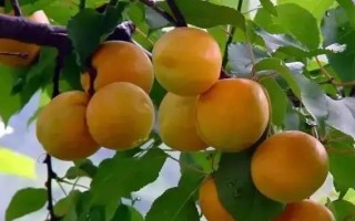 杏树的浇水技巧（掌握浇水频率，让杏树茁壮成长）