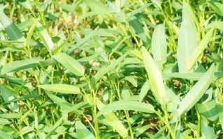 空心菜发芽时间及播种要点（探究空心菜发芽的时间和如何提高发芽率）