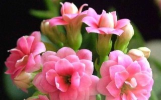 美好花开——探寻花语中的美好主题（揭示美好主题下的花语之王——仙人掌的花语）