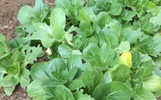 广州冬天适合种什么菜？（探寻广州冬季种植可行的蔬菜种类）