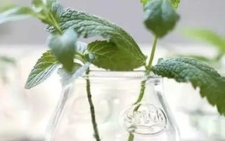 薄荷怎样浇水才能生长得更好？（每天浇水，可以让薄荷茁壮成长）