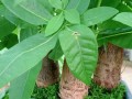 冬季发财树的保护之道（让你的发财树在严寒冬季茁壮成长）