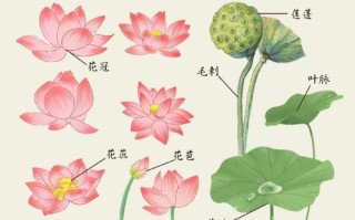 莲花开花的季节与次数（探究莲花开花的生长规律）